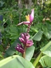 Erect fruit stalk with pink, smooth banana fruits.