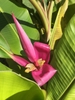 Flower stalk with yellow flowers surrounded by pink bracts.