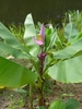 short, banana-like plant with erect, terminal pink inflorescence