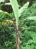 Large banana plant with red petioles