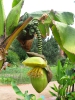 Fruit