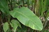 Leaves and stems