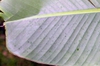Underside of leaf