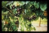 Muscadine