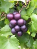 Muscadine