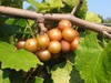 Muscadine
