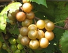 Muscadine