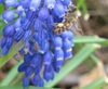 Muscari atlanticum