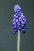 Blue-purple flowers appear in a dense raceme.