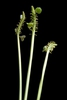 Immature green capsule fruits.
