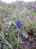 Plant in bloom
