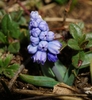 small bulb plant with broad leaves & clusters of blue flowers.
