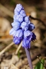 small bulb plant with broad leaves & clusters of blue flowers.