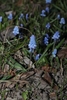 small bulb plant with broad leaves & clusters of blue flowers.