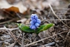 small bulb plant with broad leaves & clusters of blue flowers.