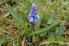 small bulb plant with broad leaves & clusters of blue flowers.