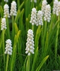 grassy leaves & clusters of white, urn-shaped flowers.