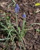 Flowers - March - Warren Co. - NC