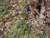 Muscari botryoides Flower and Form