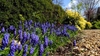 clusters of violet-blue flowers