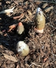 Emerging - Wake Co. - NC