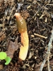Mutinus elegans