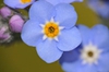 Myosotis sylvatica