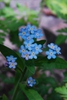 Myosotis sylvatica