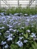 Myosotis sylvatica