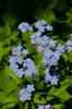 Myosotis sylvatica