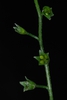 Stem and fruits (Alleghany County, NC)-Mid Summer