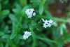 Close-up of flower (Alleghany County, NC)-Mid Summer