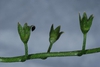 Fruits forming (Alleghany County, NC)-Mid Summer