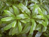 Myrica cerifera