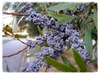 Myrica cerifera