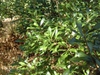 Myrica heterophylla