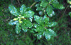 Myrica heterophylla