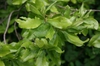 Myrica pensylvanica