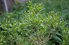 Myrica pensylvanica