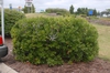 Myrica pensylvanica Form