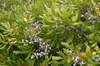 Myrica pensylvanica Leaf and Fruit