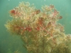 Form in water