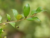 Myrtus communis