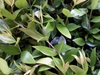 Myrtus communis