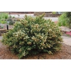 Myrtus communis