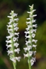 Spiranthes cernua