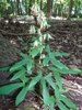 Form