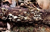 Naematoloma fasiculare
