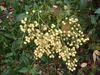 Nandina domestica 'Alba'