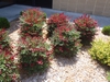 Nandina domestica